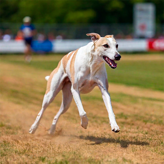 Greyhound Racing